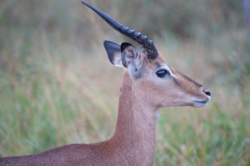 Safari antilope Parc Kruger Afrique du Sud 