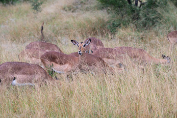 Safari antilope Parc Kruger Afrique du Sud 