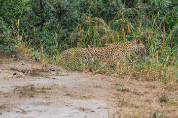Safari guépard Parc Kruger Afrique du Sud 