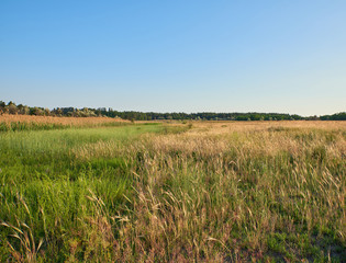 wild steppe on a summer day, Ukraine