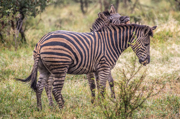 Safari zebre Parc Kruger Afrique du Sud 