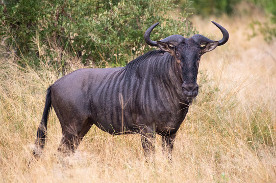Safari gnou Parc Kruger Afrique du Sud 