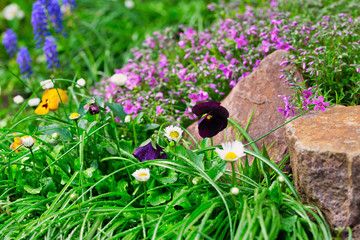 Many different flowers among the stones boulders