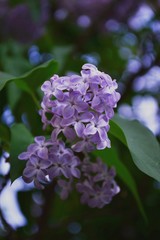 blue flowers of lilac