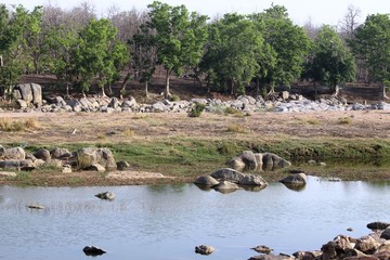 landscape of pench river at pench national park ,madhyapradesh ,india ,area of tiger resting in water