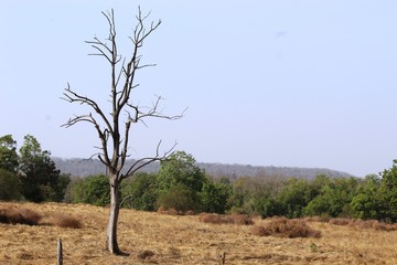 view of pench national park ,madhyapradesh ,india ,area of tigeress named langdi