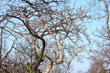 ghost tree of pench national park ,madhyapradesh ,india, it changes its colour with seasons, also fluorescent look in moon light