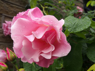 large pink roses in bloom and budding covered in raindrops climbing up a stone wall in a garden