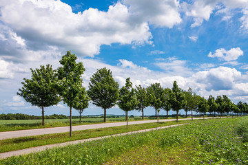 Feld mit Bäumen in der Nähe von Rostock