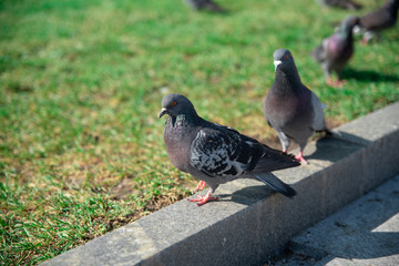 pigeon nature