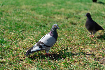 pigeon nature