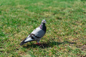 pigeon nature