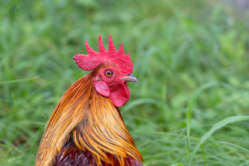 Portrait of a brown cock in the garden on a green background. Close-up