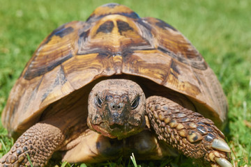 Naklejka premium Tortoise in the green grass; turtle (Testudo hermanni)