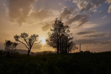 Fototapeta na wymiar Trees silhouette at sunset on Zvecan hill