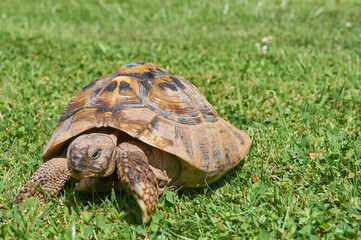 Tortoise in the green grass; turtle (Testudo hermanni)