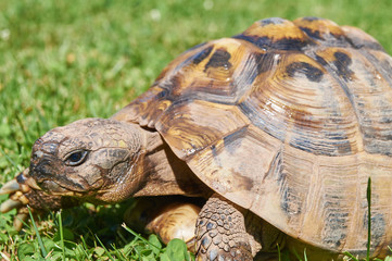 Tortoise in the green grass; turtle (Testudo hermanni)