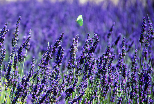 Photo of a butterfly in a lavender field in French provence