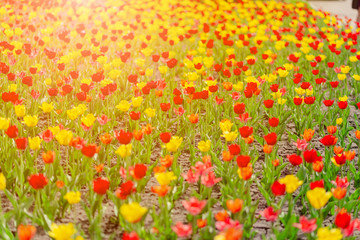 Field of colorful bright yellow tulips. Summer seasonal horizontal top view several objects copyspace.