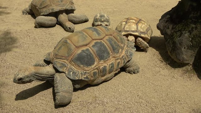 アルダブラゾウガメと行き詰まるケヅメリクガメ / The African spurred tortoise being stuck with the The Aldabra giant tortoise, 4K