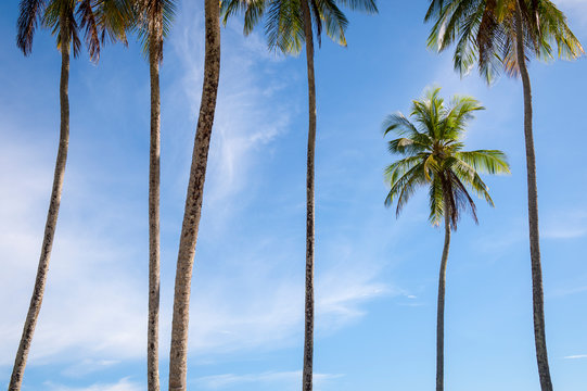 Scenic tropical background of tall skinny palm trees soaring into bright blue tropical sky
