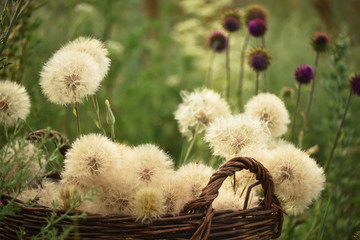 Huge fluffy white dandelions in a wicker basket in the field.