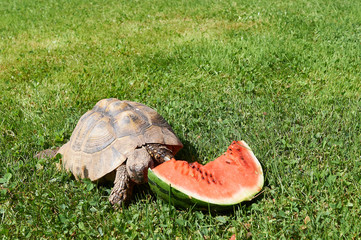 Tortoise in the green grass with a watermaelon; turtle (Testudo hermanni)