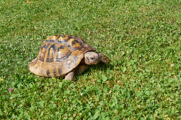 Tortoise in the green grass; turtle (Testudo hermanni)