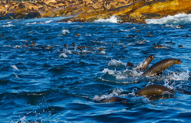 Obraz premium CAPE FUR SEAL, False Bay, RPA, Afryka