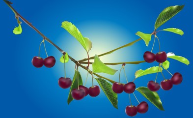 branch with ripe cherry berries and green leaves on blue