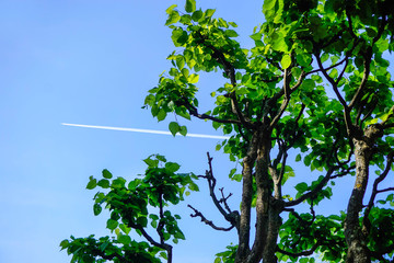 the crown of a tree with green leaves against the sky and the trail of the aircraft