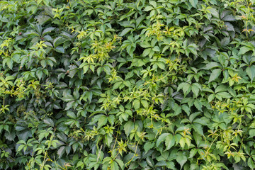 Parthenocissus quinquefolia, Virginia creeper hedge