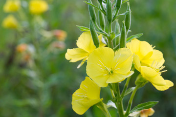 evening primrose yellow flowers