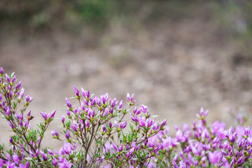 Obraz premium Pink flowers of Rhododendron mucronulatum.Idyllic pattern with beautiful blooming Korean rhododendron for website background or greeting card. Copy space