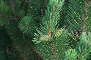 Naklejka na ściany i meble pinus mugo, mountain pine cones