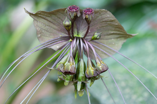Close up of Tacca chantrieri Andre, the black bat flower. Stock Photo |  Adobe Stock