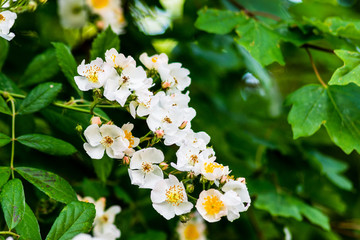 A cluster of white wild rose blossoms against the green of a hedgerow