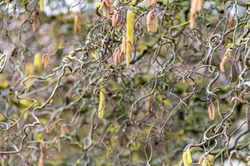 twisted hazel twigs