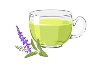 Sage tea. Healthy herbal tea in a glass cup and flowering sage twigs isolated on white background. Vector illustration of medical field grass, flowers in cartoon flat style.