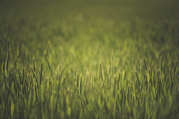 Abstract closeup of rye field as background