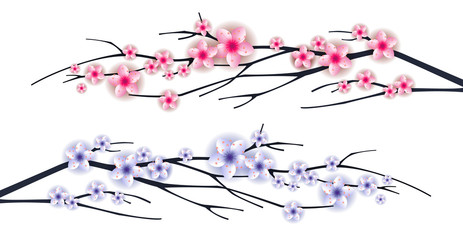Blooming sakura flowers background.