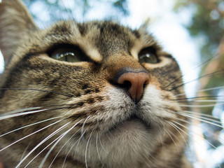 Eurtopean cat outside