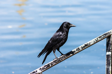Black Carrion Crow (Corvus corone) perched on railings along side the river Avon in the city of Bath
