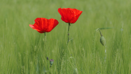 roter Mohn im Kornfeld