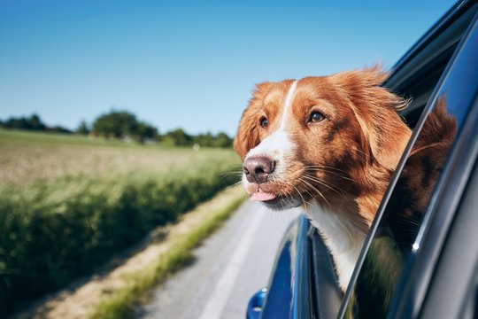 Dog enjoying from traveling by car