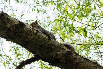 A grey squirrel Sciurus carolinensis on top of a willow tree branch seen from below