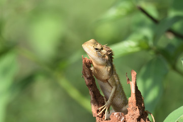 Obraz premium Chameleon in Udawalawe National Park Sri Lanka