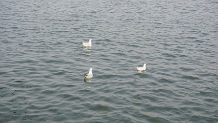 Swiming birds on holy river Ganga at Prayagraj UP India-03