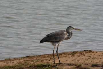 grey heron in Yala National Park Sri Lanka