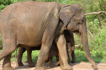elephant in Udawalawa National Park Sri Lanka